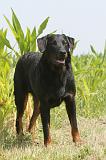 BEAUCERON 003